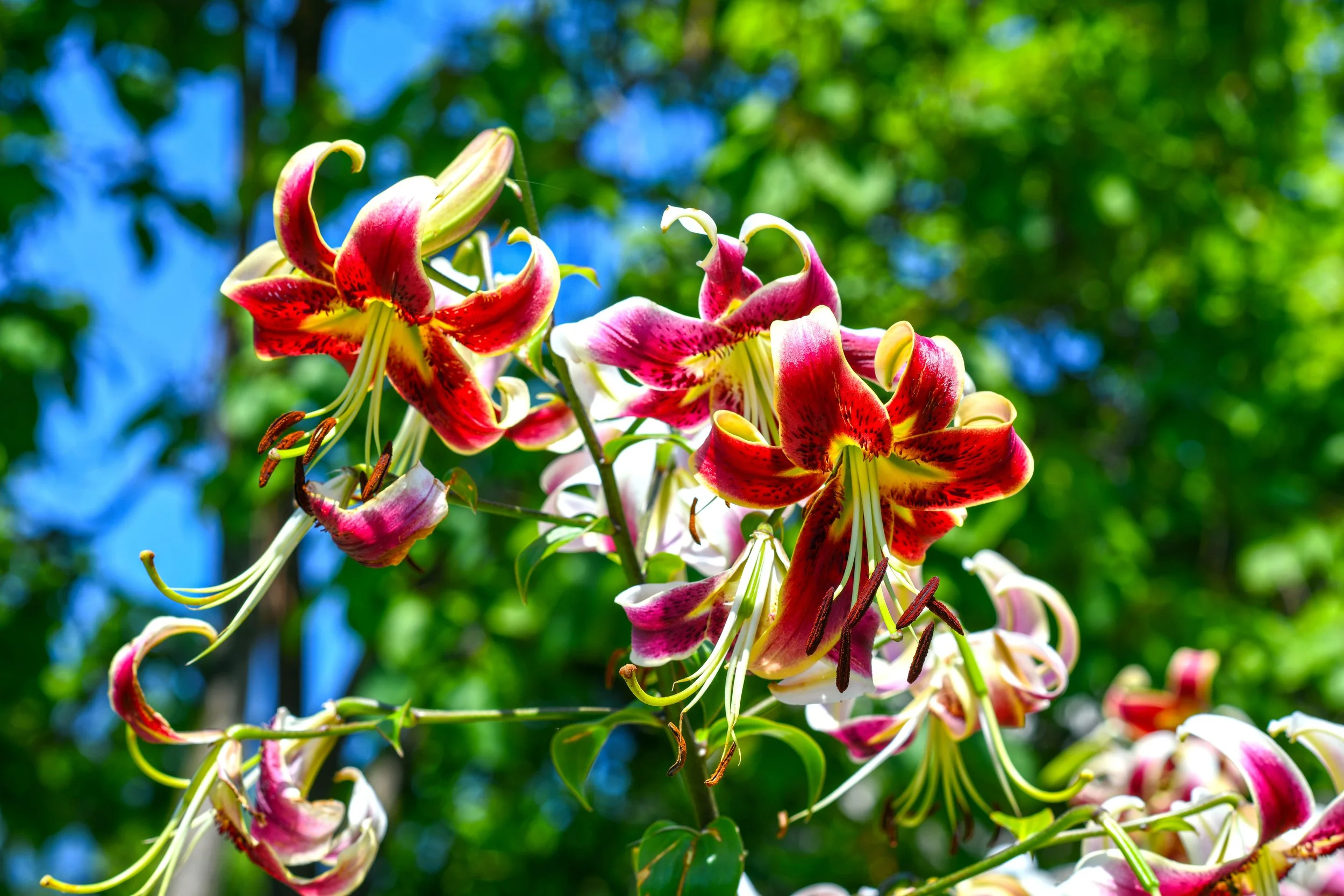 Lilium 'Scheherazade' - Omnia Botanica